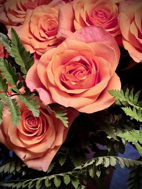 Discover the Secret of Stunning Peach Roses