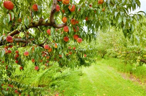 peach tree farm near me
