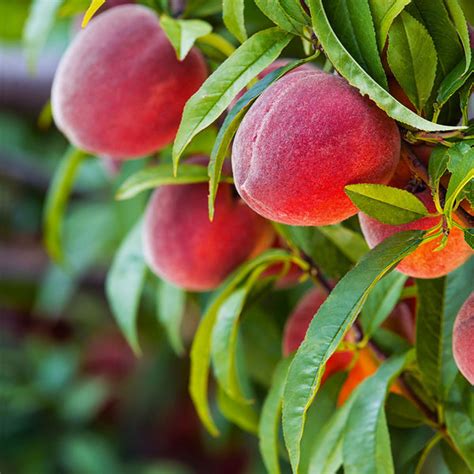 peach trees for sale locally