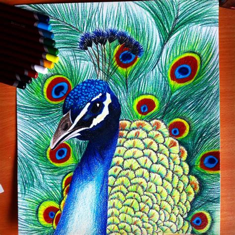 peacock drawing Prismacolor art, Art painting, Oil pastel art