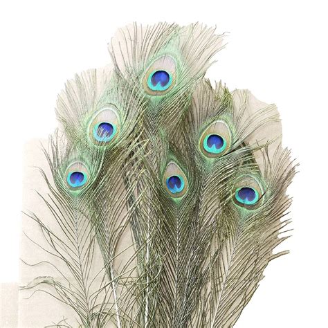 peacock feathers for cats