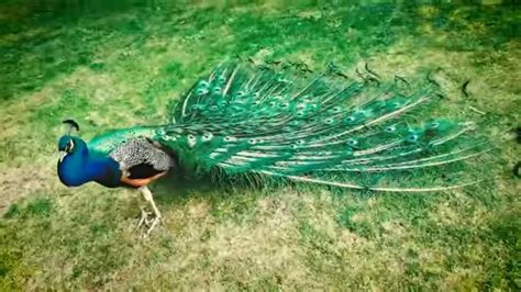 peacock mating dance display