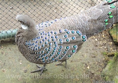 Peacock Pheasant Eggs For Sale: Everything You Need To Know In 2023