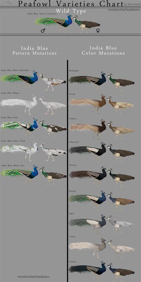 peacock varieties