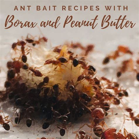 Borax Ant Killer Recipe Peanut Butter