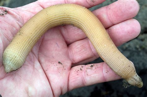 Peanut Worms Definition