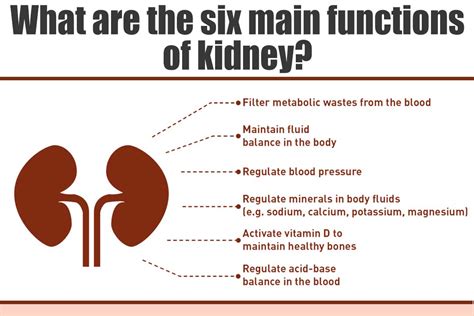 Peanuts And Kidney Function