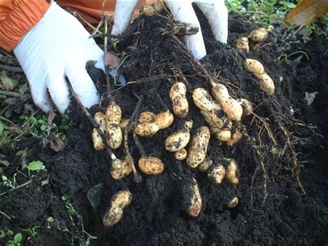 Peanuts Growing Underground