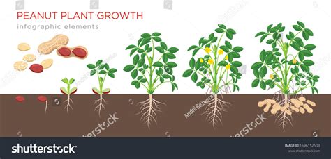 Peanuts Planting Methods