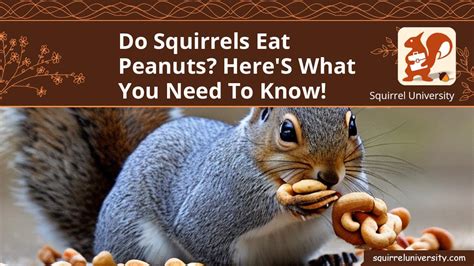 Peanuts Squirrels Eat