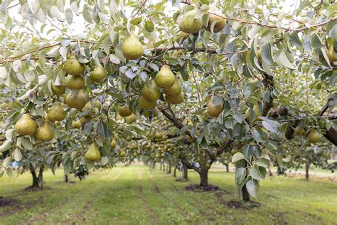 Pear Tree Definition