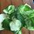 pearl and jade pothos