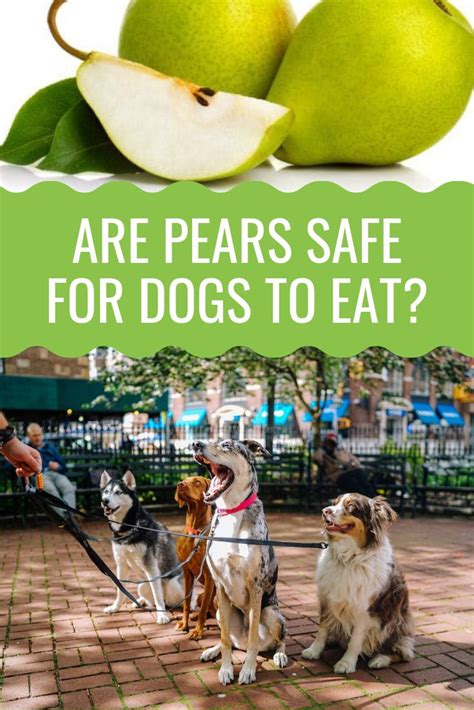 Pears Dog Safe