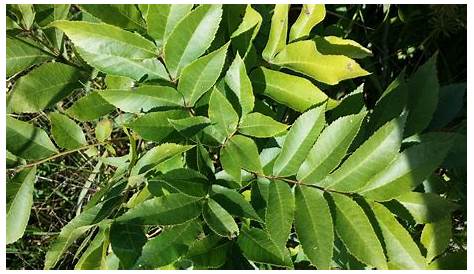 Pecan Tree Leaves Leaf Phylloxera Local News