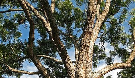 Native Texas Pecan Tree. Carya illinoensis Photograph by
