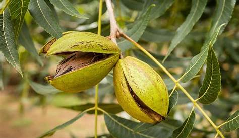 How to Grow Pecan Trees Southern Living