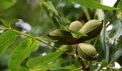 Pecan Trees For Sale Tree Buy Grow Your Own s