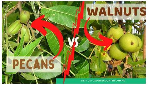 Pecan Vs Walnut Tree Foraging Butter Nuts (Juglans Cinerea) Butternut