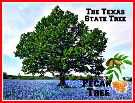 Pecan Texas State Tree