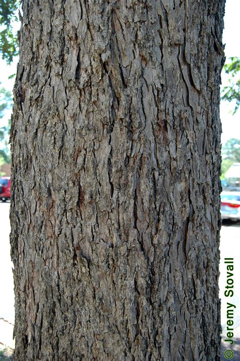 Pecan Tree Bark Young