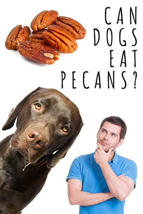 Pecans And Dogs