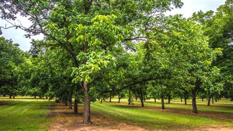Pecans Grown In Texas