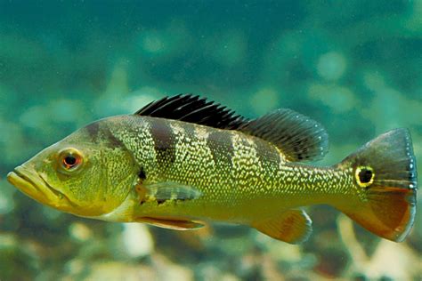 Topics Peces De La Selva Updated