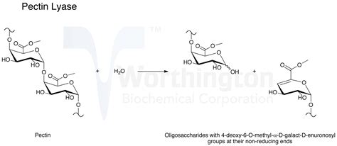 Pectin Enzyme Function