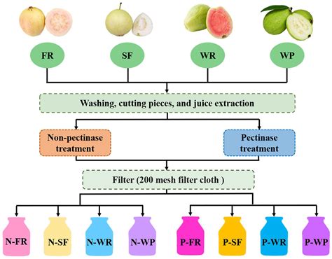 Pectinase Is Obtained From