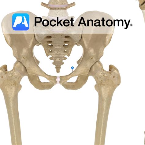 Pectinate Line Pecten Pubis