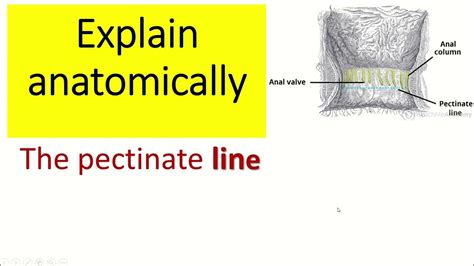 Pectinate Line Tissues
