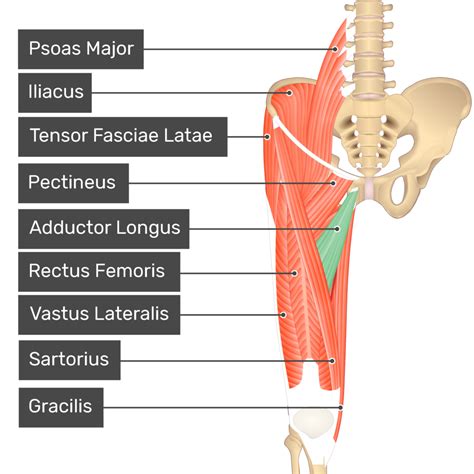 pectineus movement