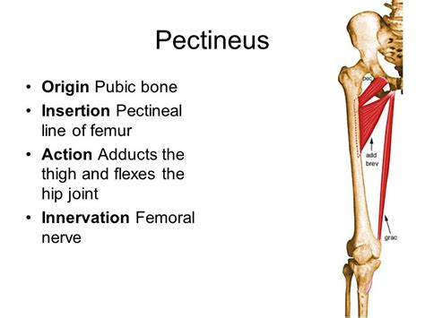 pectineus muscle origin insertion and action