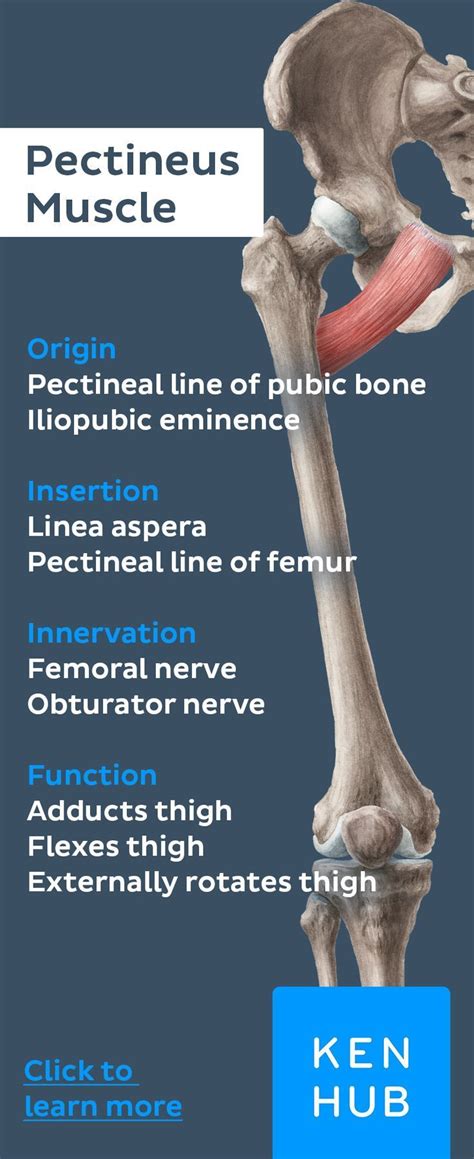Pectineus Muscle Release