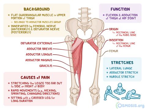 Pectineus Muscle Sharp Pain