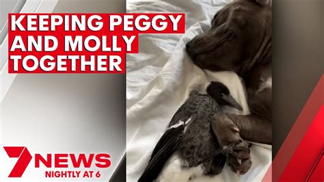 peggy and molly the magpie youtube