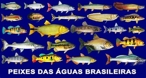 peixes de rio brasileiro
