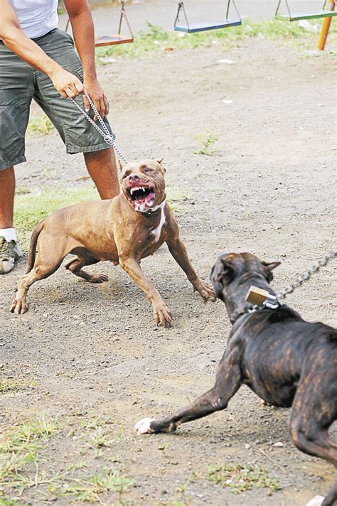 peleas de perros pitbull clandestinas