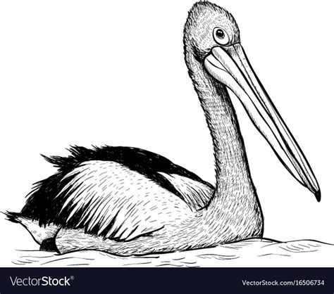 Best Pelican Drawing Sketch For Beginner