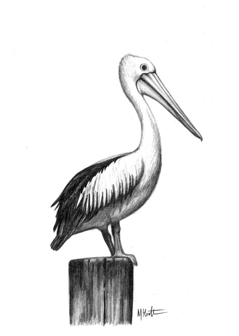 pelican drawings to print