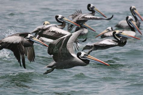 pelican flying over water