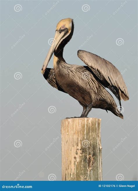 pelican on a post