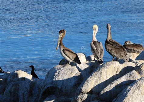 pelicans in monterey bay