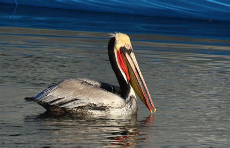 pelicans in san diego