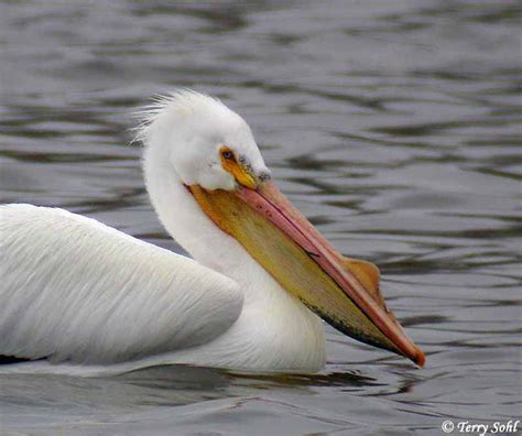 pelicans in south dakota