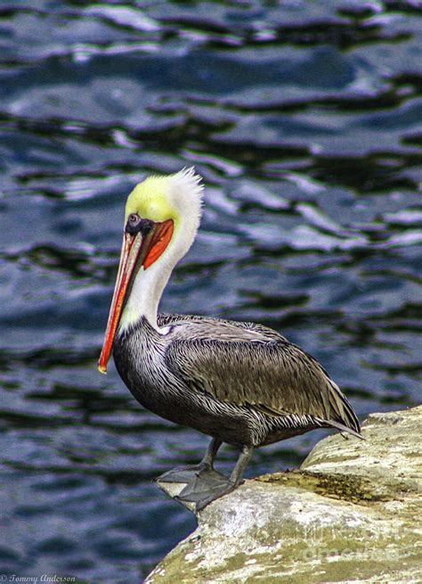 pelicans in southern california