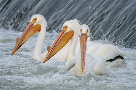 pelicans in washington state