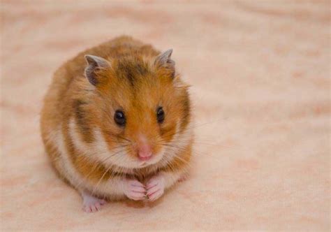 Hamster