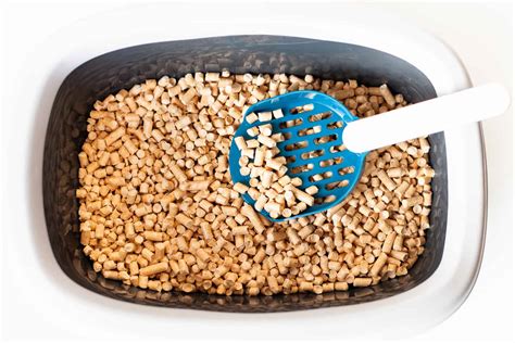 Pellets In Litter Boxes