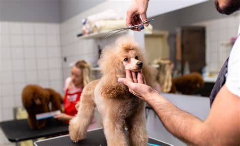 La importancia de la peluquería para mascotas — Shorthand Social